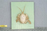 藏品(顯著瓊娜蟹)的圖片